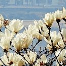 봉황공원 티스토리