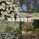 데이지 | 제주 비체올린 샤스타데이지 실시간 및 카약 후기