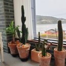 마실랑카페
