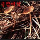 약용,식용버섯의 종류와 효능 독버섯의 종류와 성분 이미지