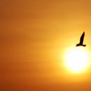 갈매기농장 이미지