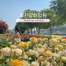 서울 장미 공원 중랑천 광진 장미 정원 꽃구경