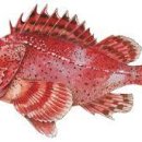 - 점박이양볼락 Scorpionfish, California 이미지