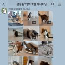 운정 숲 고양이호텔 이미지