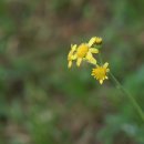 솜방망이 이미지