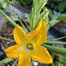 25.5.28(수) 출석부 꿀모닝.시설하우스내 블루베리 농장 방문 이미지