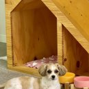 오블리&화이트펫 이미지