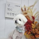 멍멍 스타일 이미지