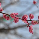 화개농원 이미지