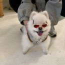 하비펫샵 이미지