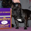 2015 The Westminster Kennel Club Show Non-sporting French bulldog BOB 이미지