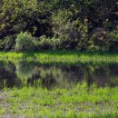 함안 대송리 늪지식물 이미지