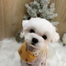 마마펫살롱 이미지