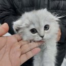 버디독 고양이분양 강아지분양 안심분양센터 인천점 이미지