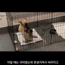 계정주 오피셜 노을이가 "못생긴" 노을이인 이유 이미지