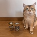 고양이 주식캔 추천 퍼시캣 슈퍼프리미엄 파인다이닝 6종 후기 입짧은 고양이도 잘먹어요