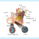 일등이비인후과의원 이미지