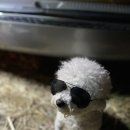 애견이야기 이미지