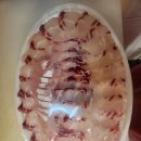 봉영수산
