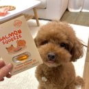 강아지스푼 이미지