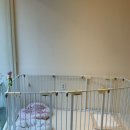 김채안퍼피살롱 이미지