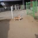 윤선생애견훈련소 이미지