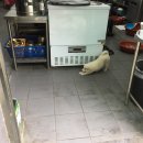 장안사산장식당 이미지