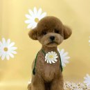 애견미장원 이미지