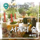 [곡성] 숲캉스 가능한 초록뷰 곡성카페 &#39;서계리숲&#39;
