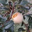 장날국밥 이미지