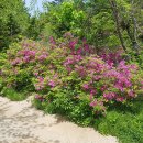 평화강변수목캠핑장 이미지