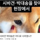 대송 이미지