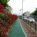 장미꽃길 1 이미지