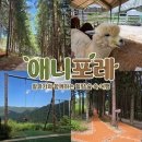정산목장 | 평창 강원도여행 알파카목장 가볼만한 곳 애니포레