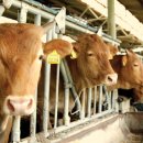 거대한우농장 이미지