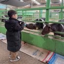 동은목장 | 김포 아이랑 갈만한곳 동물먹이주기 낙농 체험 연보람목장