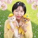 대구고양이분양 테디럽 | ⭐ 대구고양이분양 테디럽 | 🌸 신학기 맞이 봄 이벤트 | 무료분양 + 특별혜택