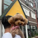 이츠펫 | [오창/이츠펫] U・ᴥ・U 강아지 하네스 구매 후기!