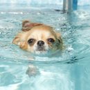 왕십리동물병원 이미지