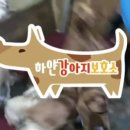 하얀강아지&고양이 이미지