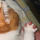 CAT 이미지