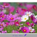 코스모스메디칼 이미지