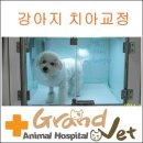 그랜드벳동물병원 네이버블로그