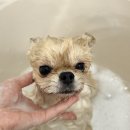 제로네 펫쌀롱 이미지