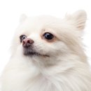 라온 반려 동물병원 이미지