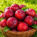 🍑내돈내산리뷰✨ 온 가족이 반한 아삭 달콤 자두! 13개월 아기 첫 자두 성공 후기