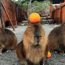 원구농장 이미지