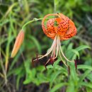 2025년 제7차 어슬렁산행(몰운대) 이미지