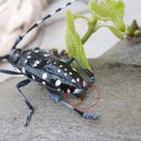 하늘소농장 이미지