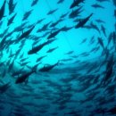 쉐프밥버거 이미지